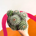 Powder Puff Cactus - Mammillaria bocasana - Sprouts of Bristol