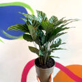 Prayer Plant - Calathea concinna ‘Freddie’ - British Grown - Sprouts of Bristol