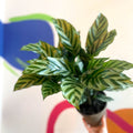 Prayer Plant - Calathea concinna ‘Freddie’ - British Grown - Sprouts of Bristol