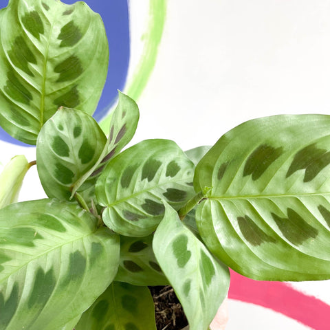 Prayer Plant - Maranta leuconeura - British Grown - Sprouts of Bristol