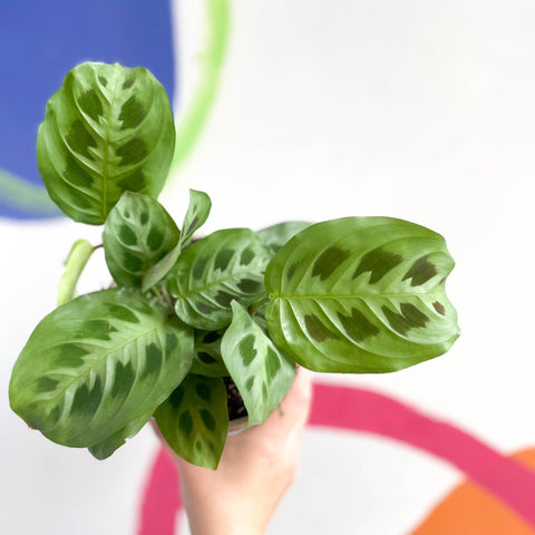 Prayer Plant - Maranta leuconeura - British Grown - Sprouts of Bristol