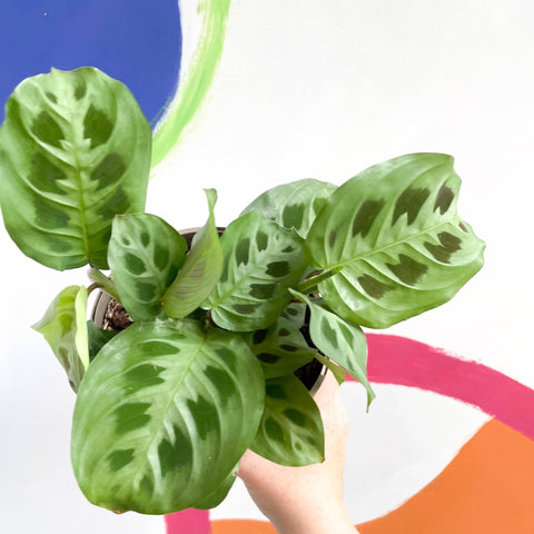 Prayer Plant - Maranta leuconeura - British Grown - Sprouts of Bristol