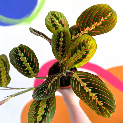 Prayer Plant - Maranta leuconeura 'Fascinator Tricolor' - Sprouts of Bristol