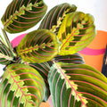 Prayer Plant - Maranta leuconeura 'Fascinator Tricolor' - Sprouts of Bristol