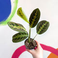 Prayer Plant - Maranta leuconeura 'Fascinator Tricolor' - Sprouts of Bristol
