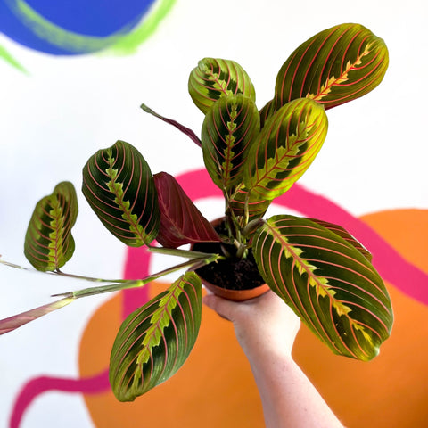 Prayer Plant - Maranta leuconeura 'Fascinator Tricolor' - Sprouts of Bristol