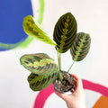 Prayer Plant - Maranta leuconeura 'Fascinator Tricolor' - Sprouts of Bristol
