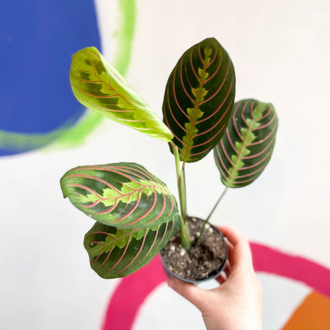Prayer Plant - Maranta leuconeura 'Fascinator Tricolor' - Sprouts of Bristol