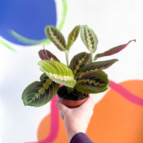 Prayer Plant - Maranta leuconeura 'Fascinator Tricolor' - Sprouts of Bristol