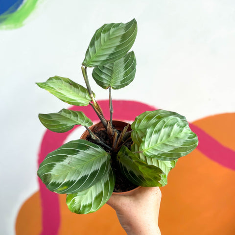 Prayer Plant - Maranta leuconeura 'Silver Band' - Sprouts of Bristol
