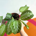 Prayer Plant - Maranta leuconeura 'Silver Band' - Sprouts of Bristol