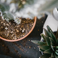 Premium Cacti and Succulent Soil Mix - Sprouts of Bristol