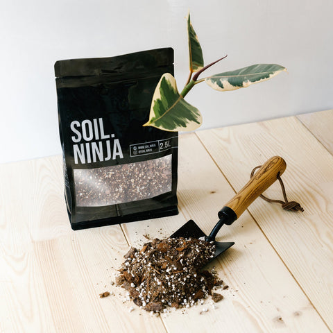Premium Ficus Soil Mix - Sprouts of Bristol