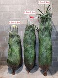 Premium Nordmann Fir Non-Drop Christmas Tree - UK Grown - Sprouts of Bristol