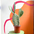 Prickly Pear - Opuntia - Sprouts of Bristol