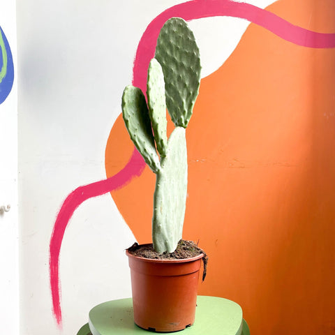 Prickly Pear - Opuntia - Sprouts of Bristol