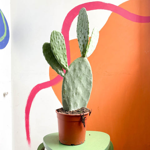 Prickly Pear - Opuntia - Sprouts of Bristol