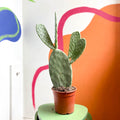 Prickly Pear - Opuntia - Sprouts of Bristol