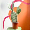 Prickly Pear - Opuntia - Sprouts of Bristol