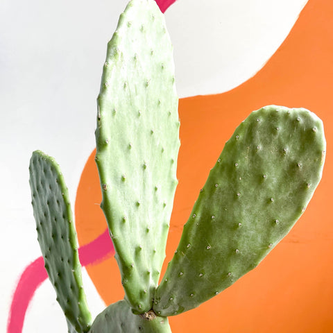 Prickly Pear - Opuntia - Sprouts of Bristol