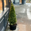 Prickly Pine - Picea glauca - Sprouts of Bristol