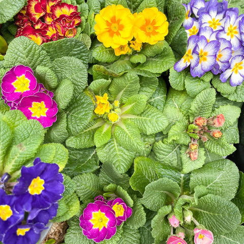 Primrose - Primula vulgaris 'Husky' - British Grown - Sprouts of Bristol