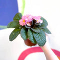 Primrose - Primula vulgaris 'Obsidian' - British Grown - Sprouts of Bristol