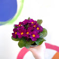 Primrose - Primula vulgaris 'Obsidian' - British Grown - Sprouts of Bristol