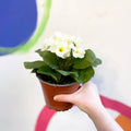 Primrose - Primula vulgaris 'Obsidian' - British Grown - Sprouts of Bristol
