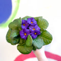 Primrose - Primula vulgaris 'Obsidian' - British Grown - Sprouts of Bristol