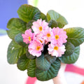 Primrose - Primula vulgaris 'Obsidian' - British Grown - Sprouts of Bristol