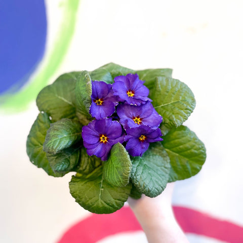Primrose - Primula vulgaris 'Obsidian' - British Grown - Sprouts of Bristol