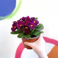 Primrose - Primula vulgaris 'Obsidian' - British Grown - Sprouts of Bristol