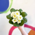 Primrose - Primula vulgaris 'Obsidian' - British Grown - Sprouts of Bristol