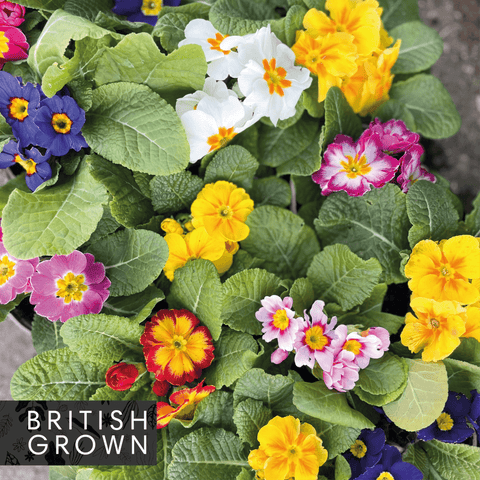 Primrose - Primula vulgaris - UK Grown - Sprouts of Bristol