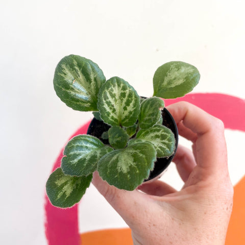 Primulina chirita 'Loki' - Welsh Grown - Sprouts of Bristol