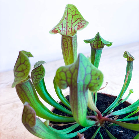 Purple American Pitcher Plant - Sarracenia 'Tess' - Sprouts of Bristol