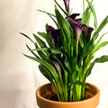 Purple Calla Lily - Zantedeschia 'Odessa' - Sprouts of Bristol