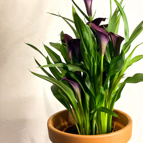 Purple Calla Lily - Zantedeschia 'Odessa' - Sprouts of Bristol