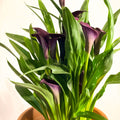 Purple Calla Lily - Zantedeschia 'Odessa' - Sprouts of Bristol