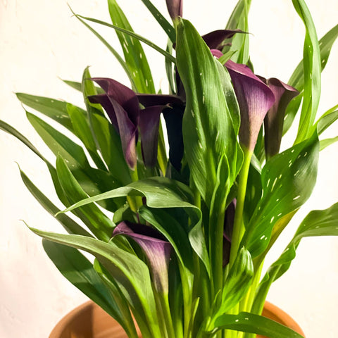 Purple Calla Lily - Zantedeschia 'Odessa' - Sprouts of Bristol