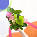 Purple Flamingo Flower - Anthurium andraeanum 'Baby Purple' - Sprouts of Bristol