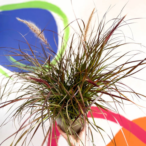 Purple Fountain Grass - Pennisetum setaceum 'Rubrum' - Cotswold Grown Perennial - Sprouts of Bristol