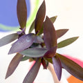 Purple Inch Plant - Tradescantia pallida 'Purpurea' - Welsh Grown - Sprouts of Bristol