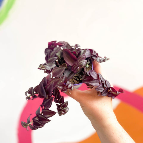 Purple Inch Plant - Tradescantia 'Purple Passion' - Sprouts of Bristol