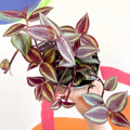 Purple Inch Plant - Tradescantia 'Purple Passion' - Welsh Grown - Sprouts of Bristol