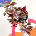 Purple Inch Plant - Tradescantia 'Purple Passion' - Welsh Grown - Sprouts of Bristol