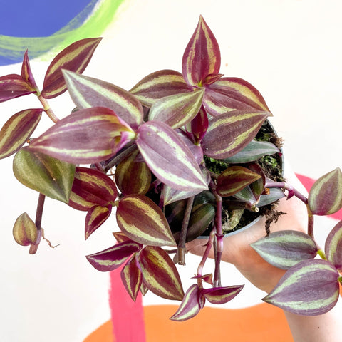 Purple Inch Plant - Tradescantia 'Purple Passion' - Welsh Grown - Sprouts of Bristol