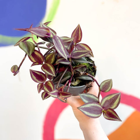 Purple Inch Plant - Tradescantia 'Purple Passion' - Welsh Grown - Sprouts of Bristol