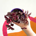 Purple Inch Plant- Tradescantia zebrina 'Purpusii' - Sprouts of Bristol